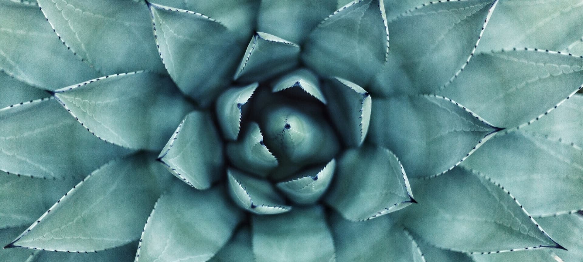 Close up of green succulent