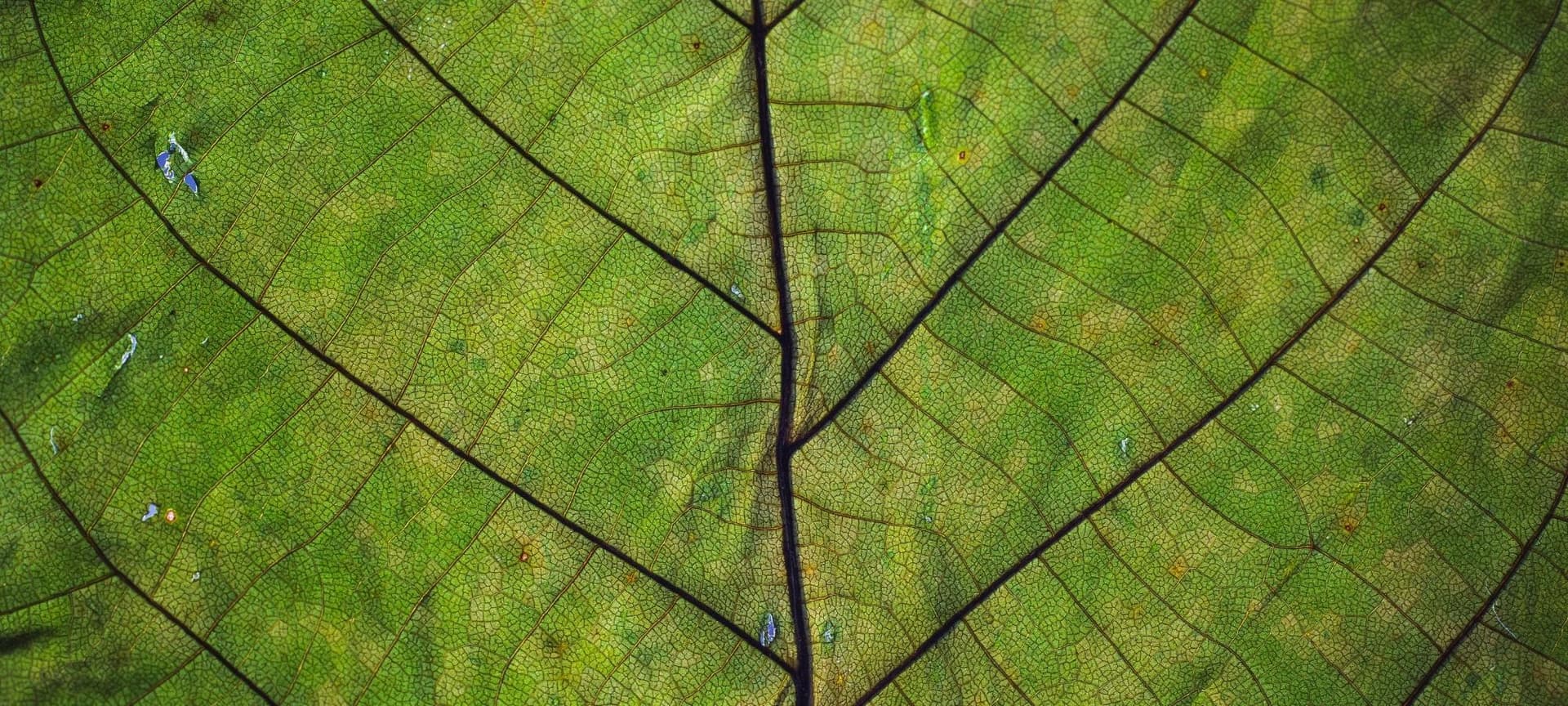 Closeup of intricate framework in a leaf
