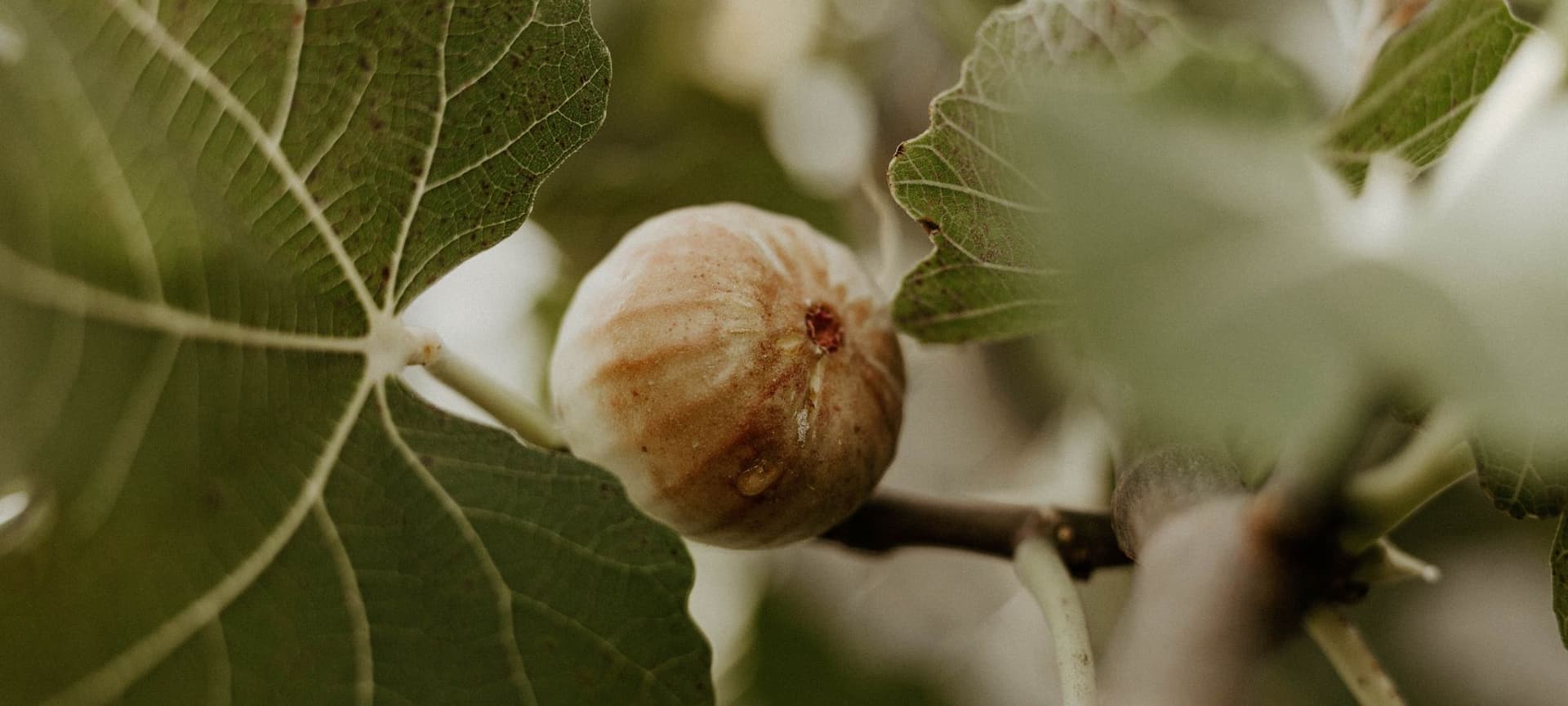 A fig and leaves on a tree branch