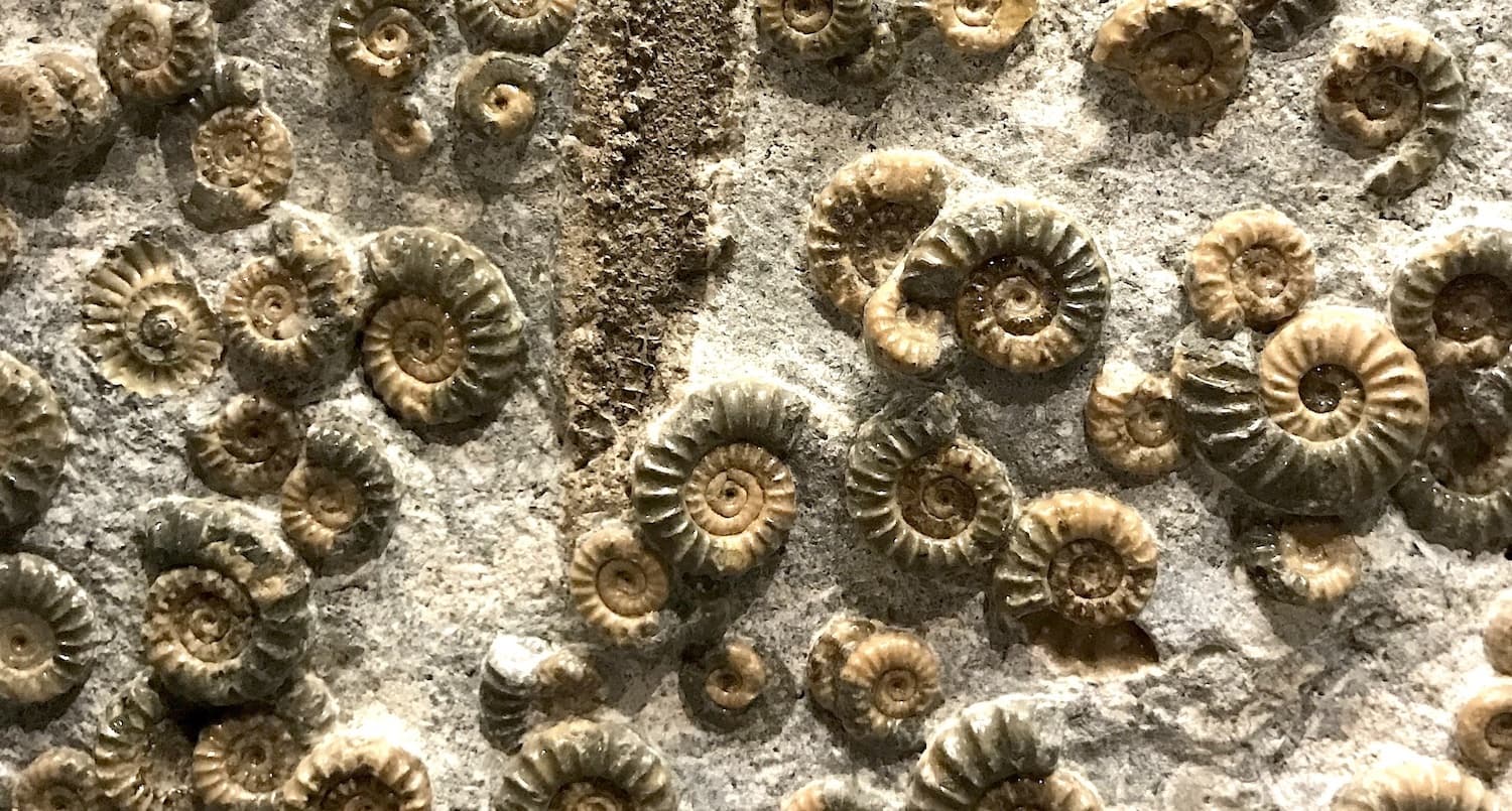 ammonite fossils in rock