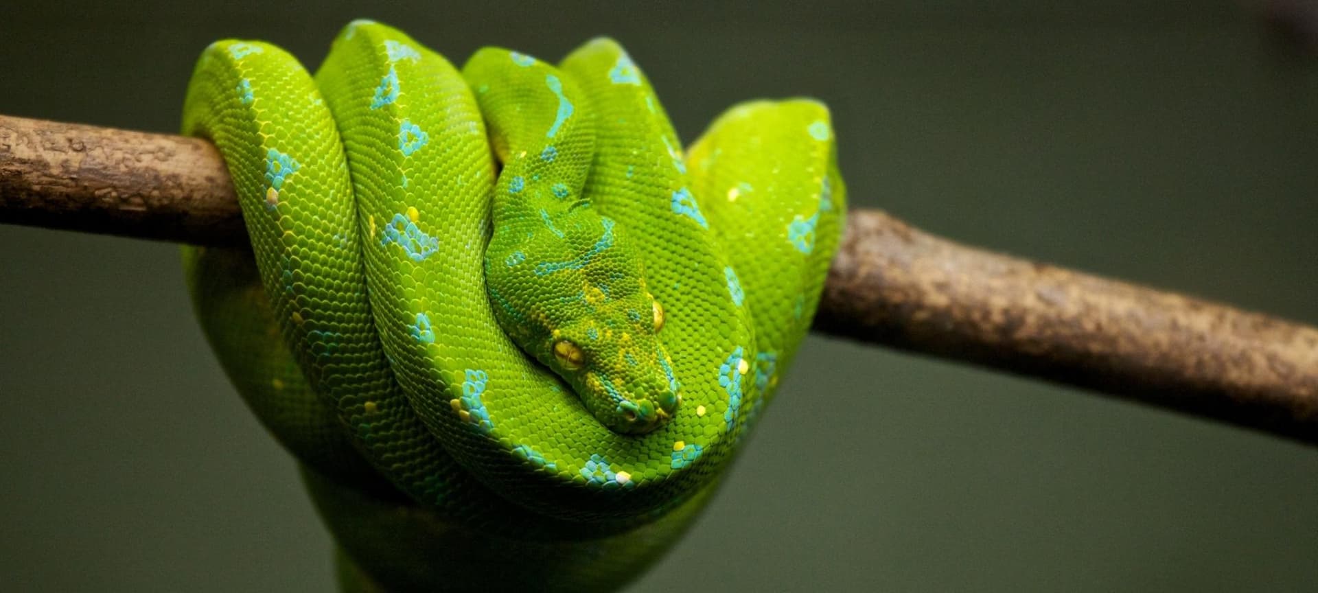 Green and blue snake hanging on branch