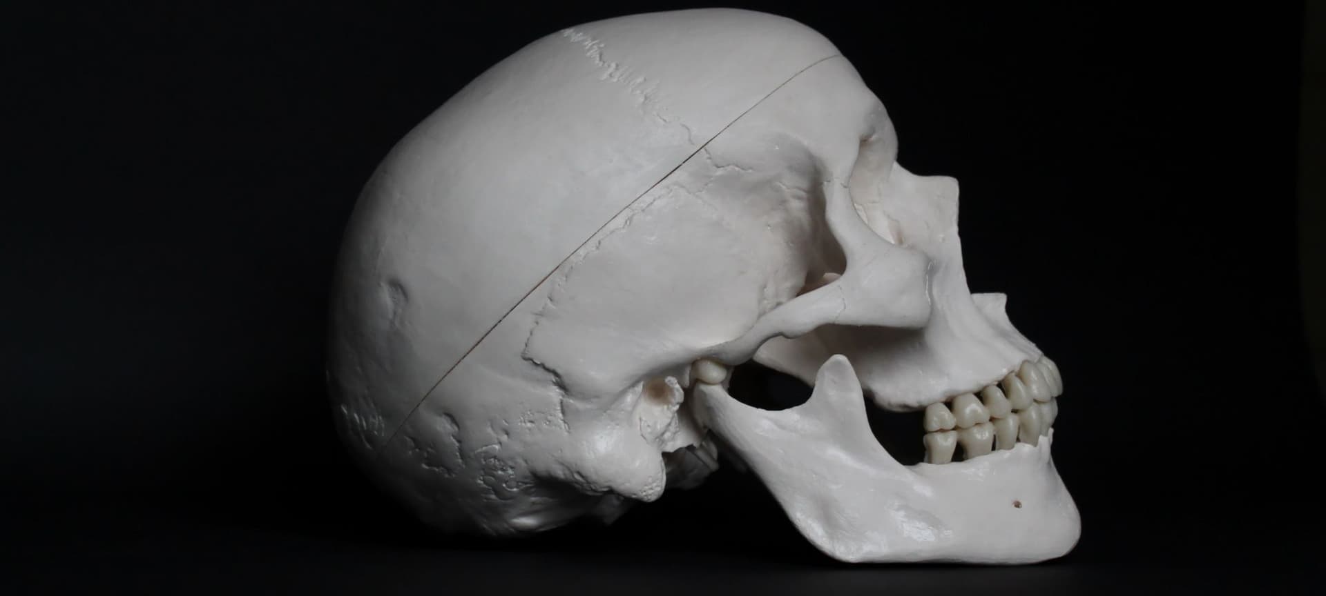 Skeleton skull with teeth