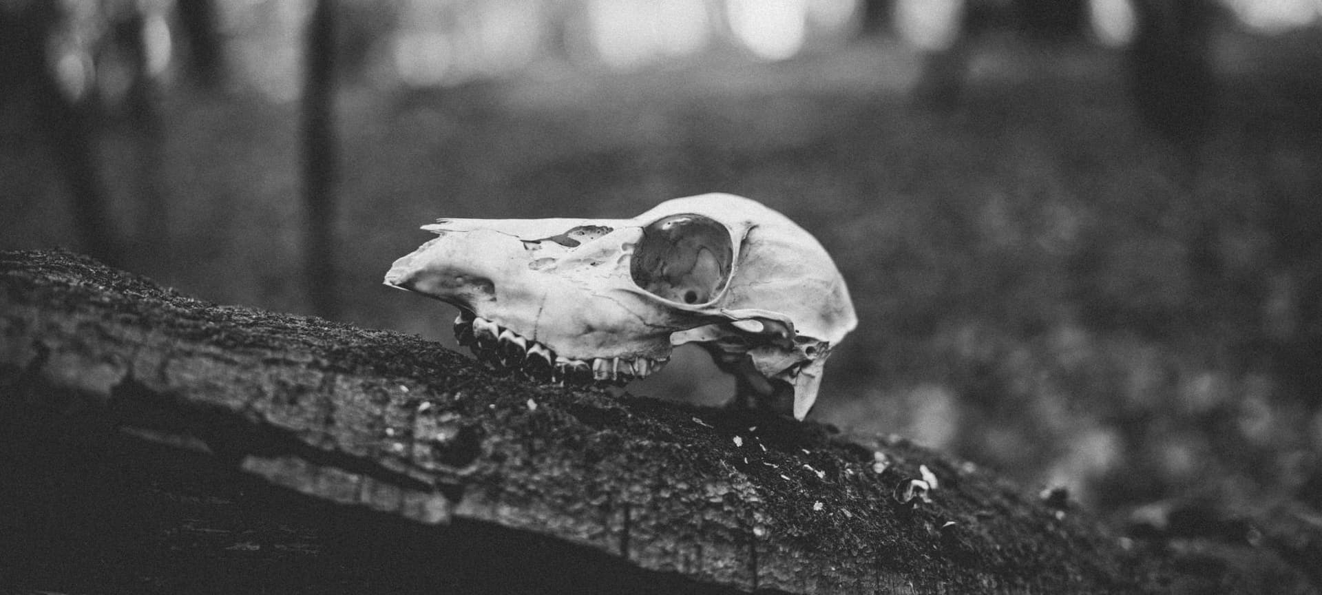 Skull on a log