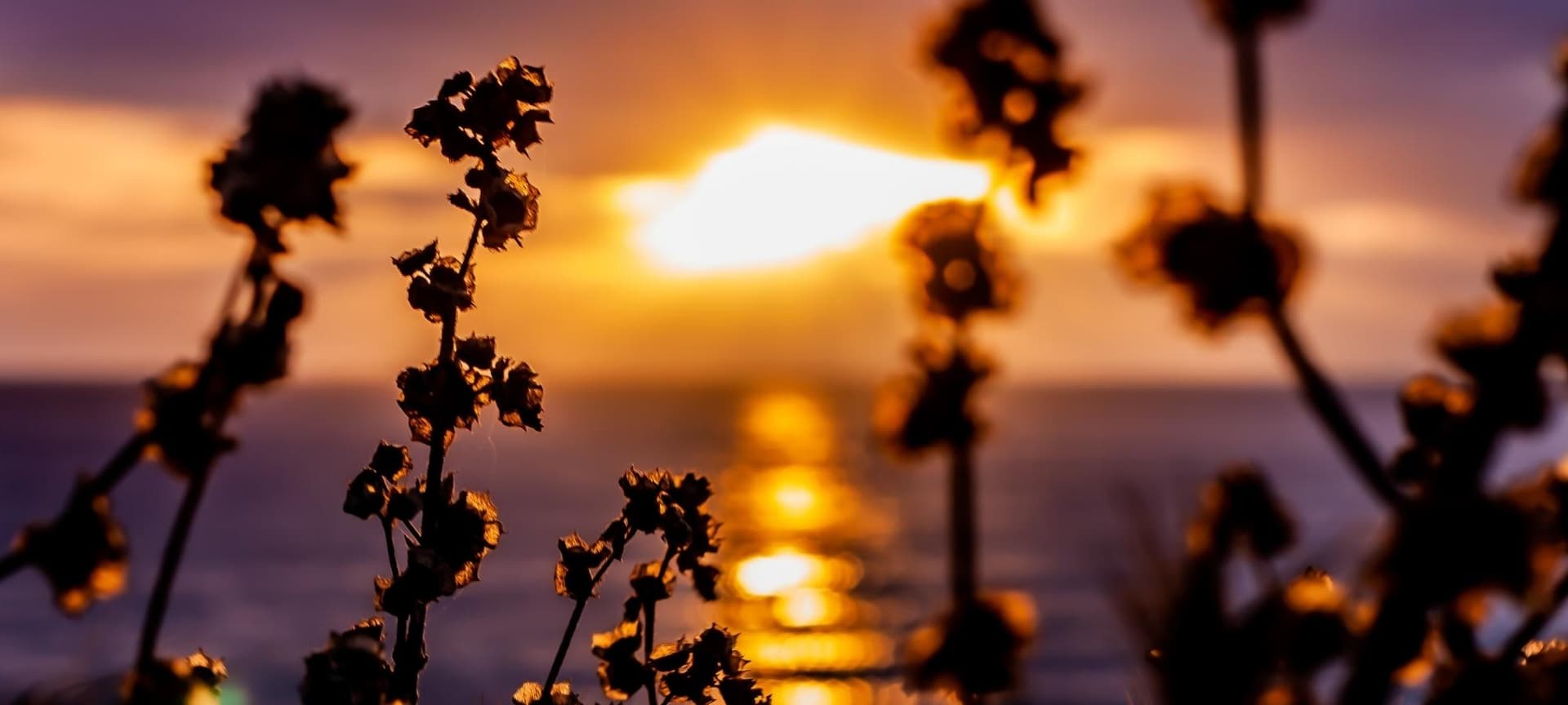 A sunset sky surrounded by tall flowers