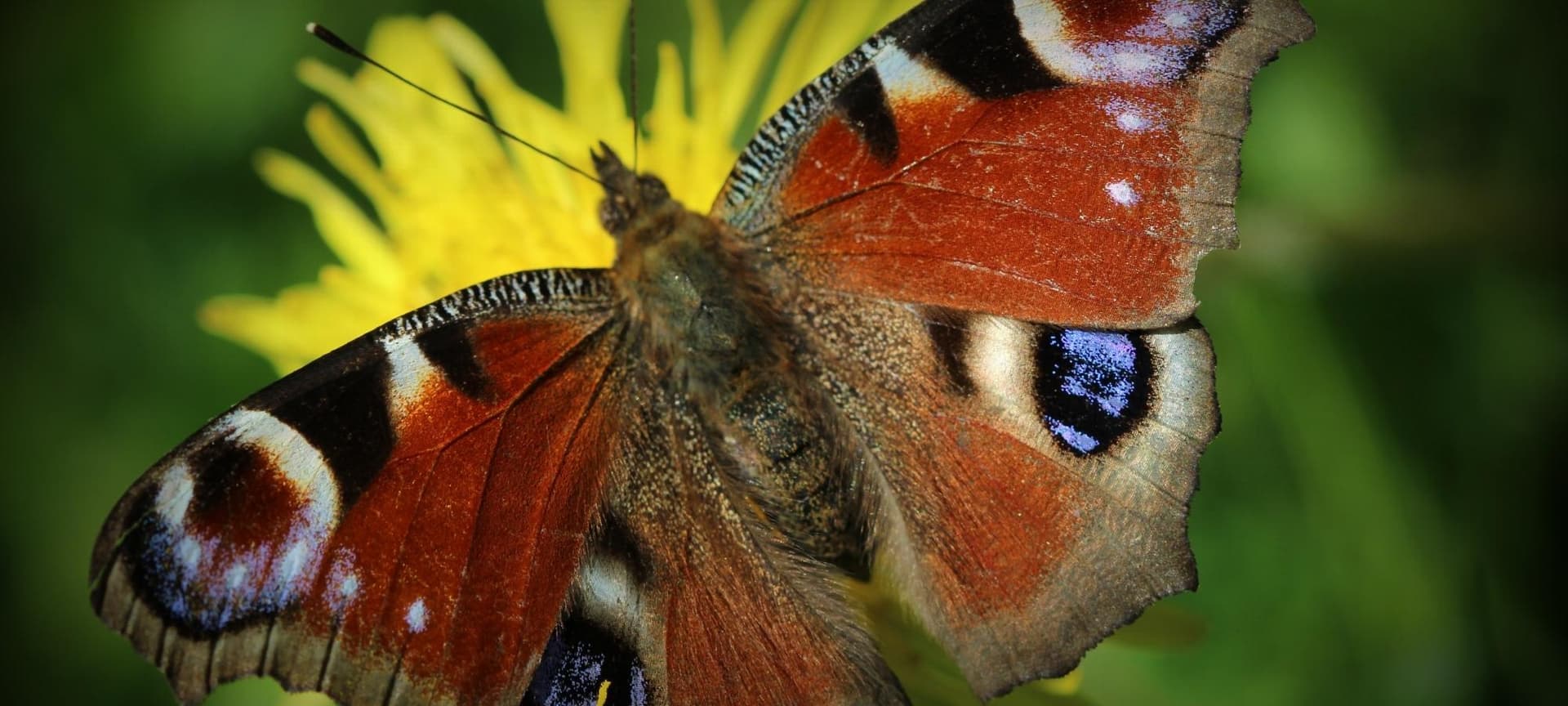 Insect with colorful wings resting on flower with wings spread
