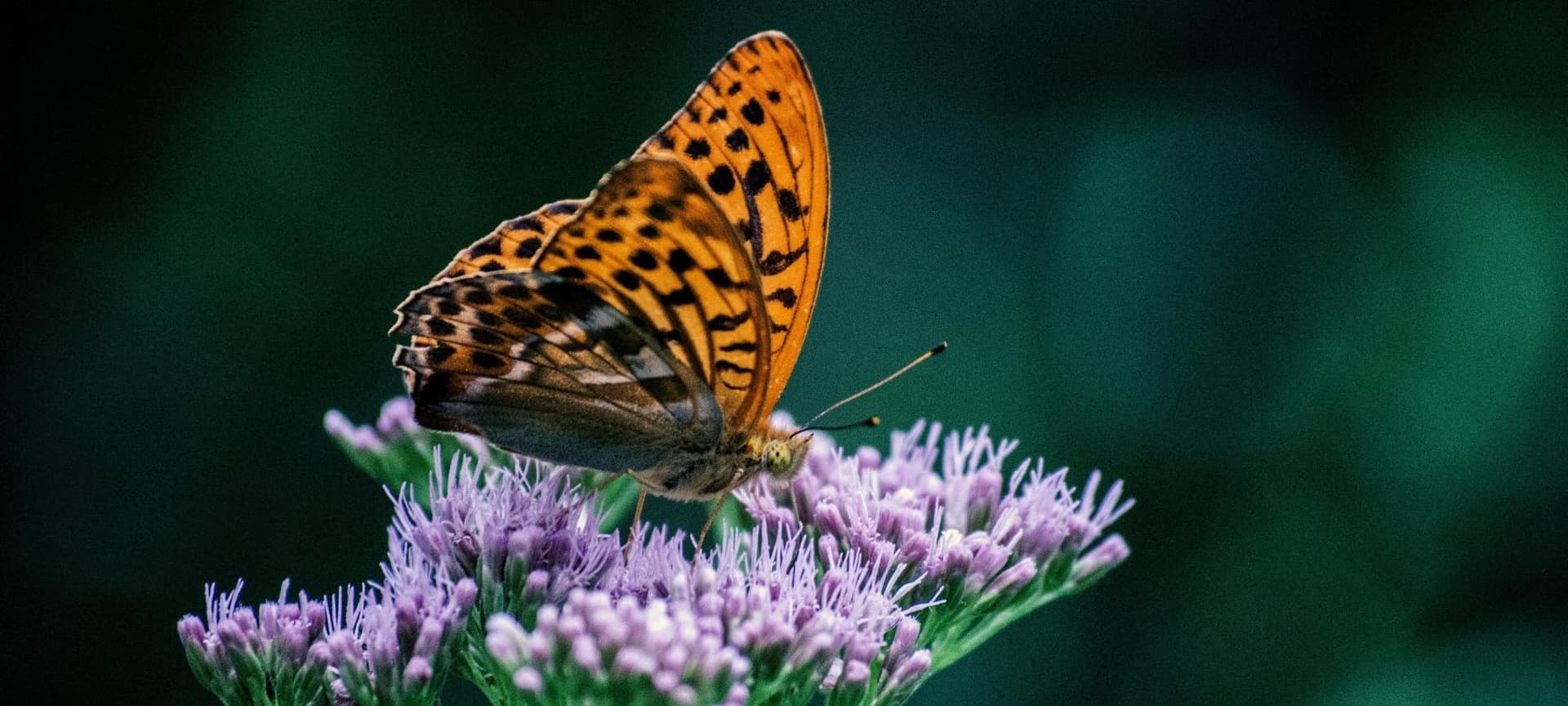 Butterfly on flowers