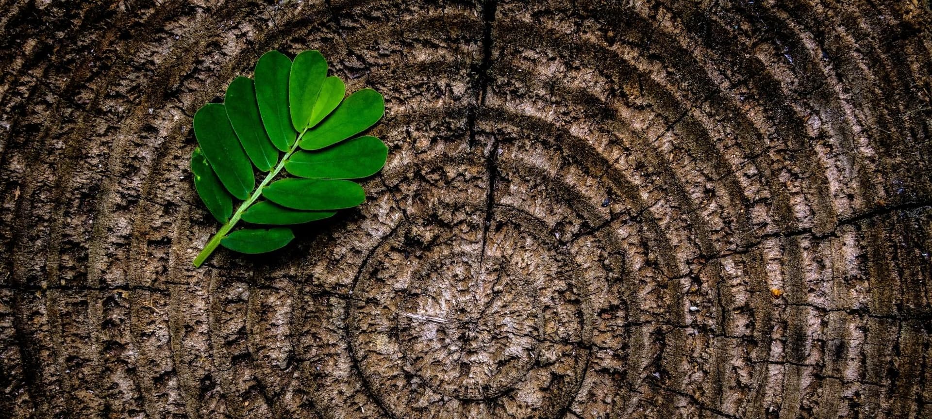Tree rings and leaf