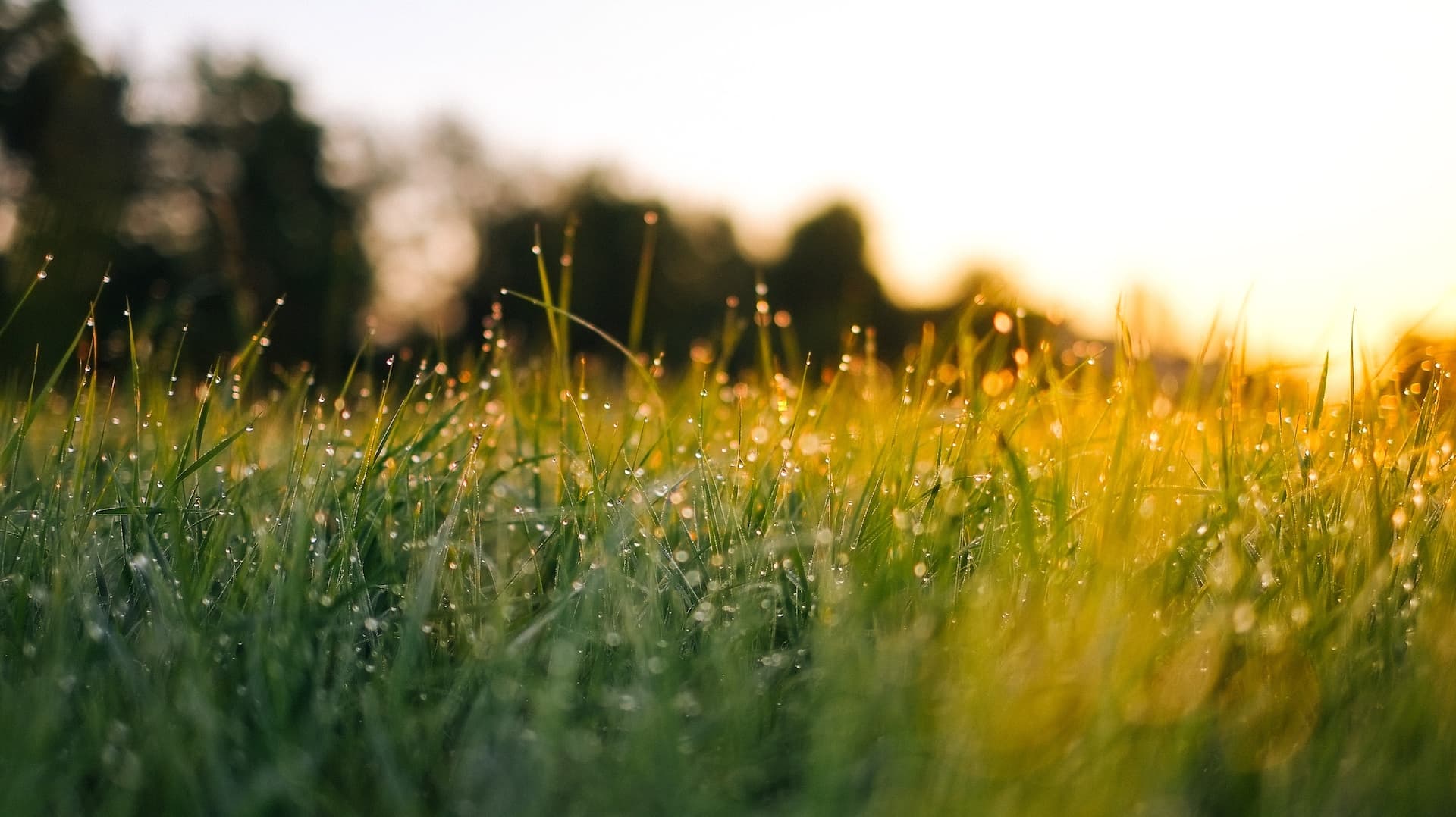 close up of grass with dew