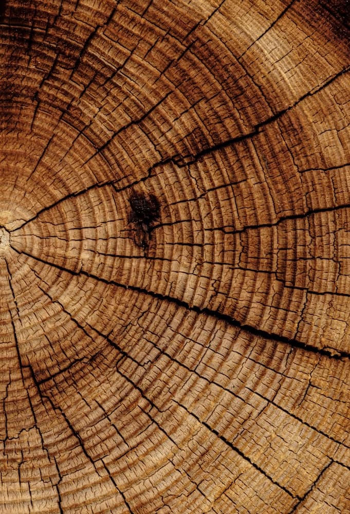 a cut tree displaying its rings