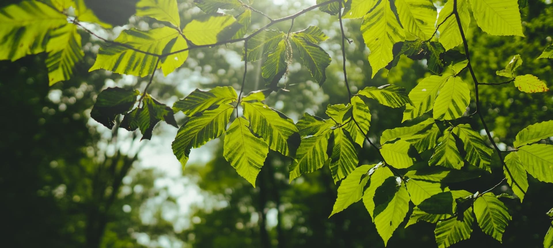 Tree leaves on branch