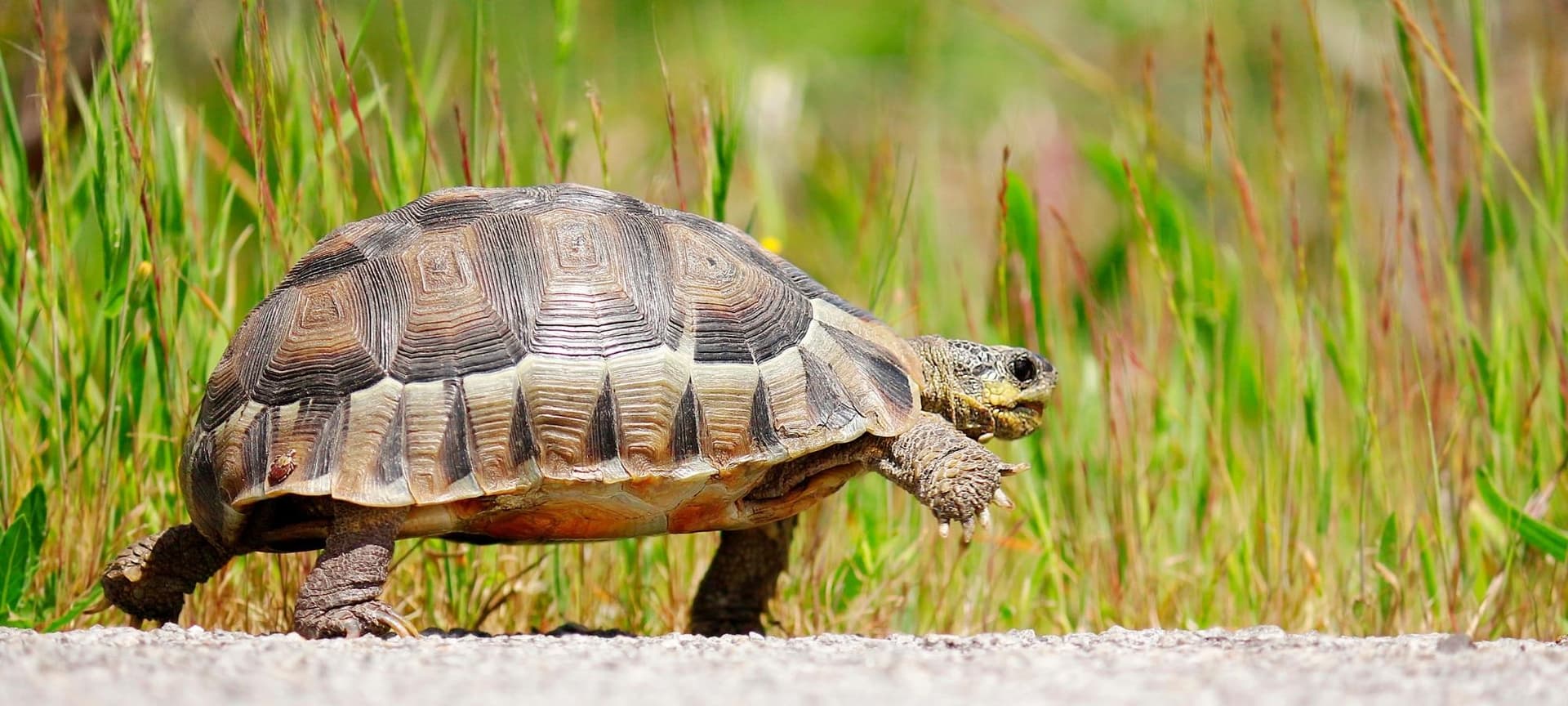 tortoise walking on road