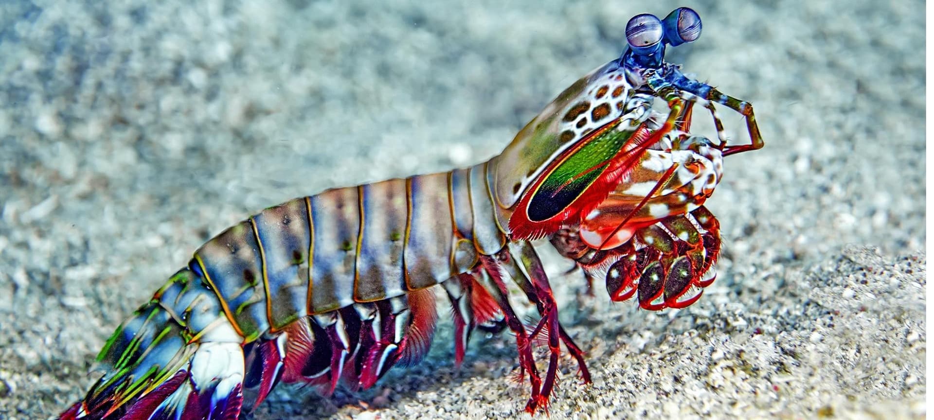 a mantis shrimp