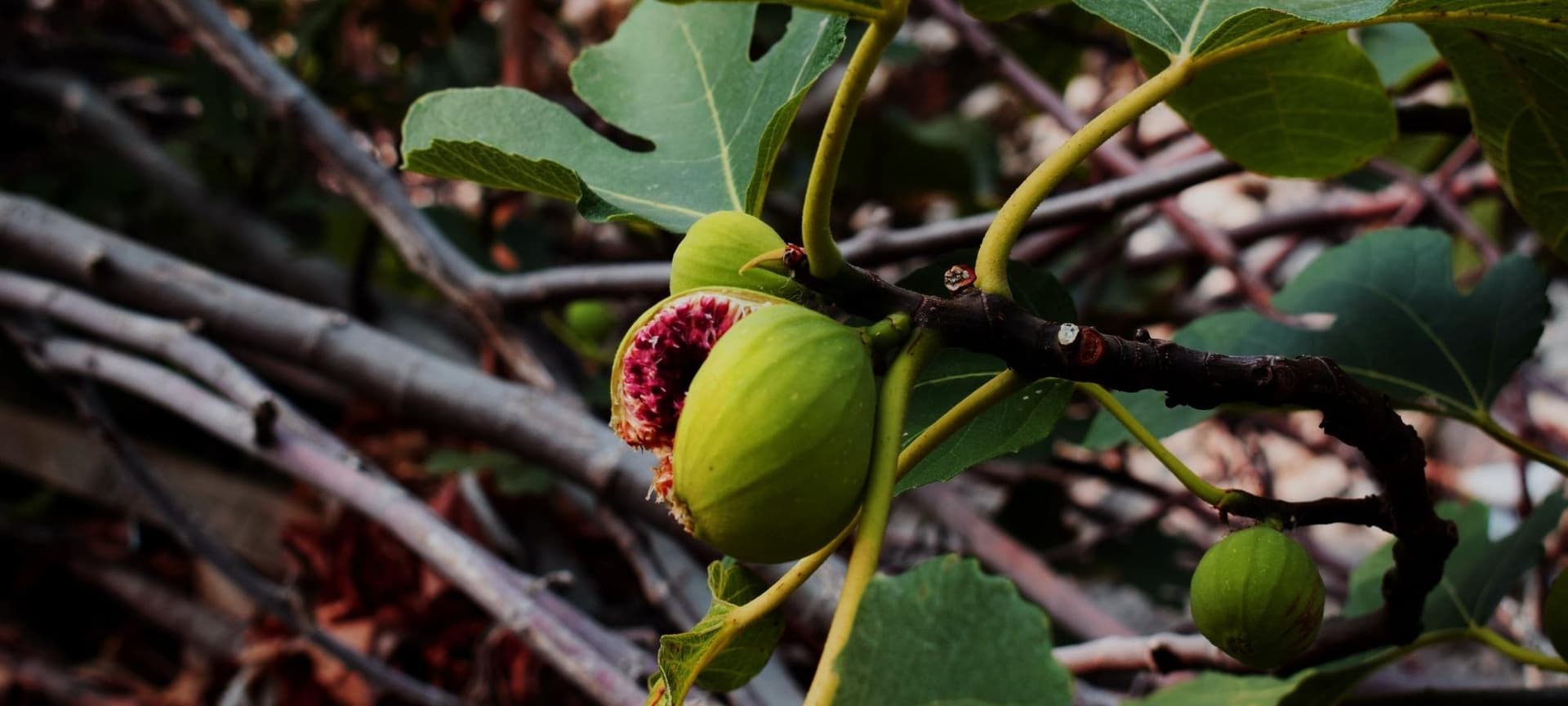 Fig tree leaves and fig