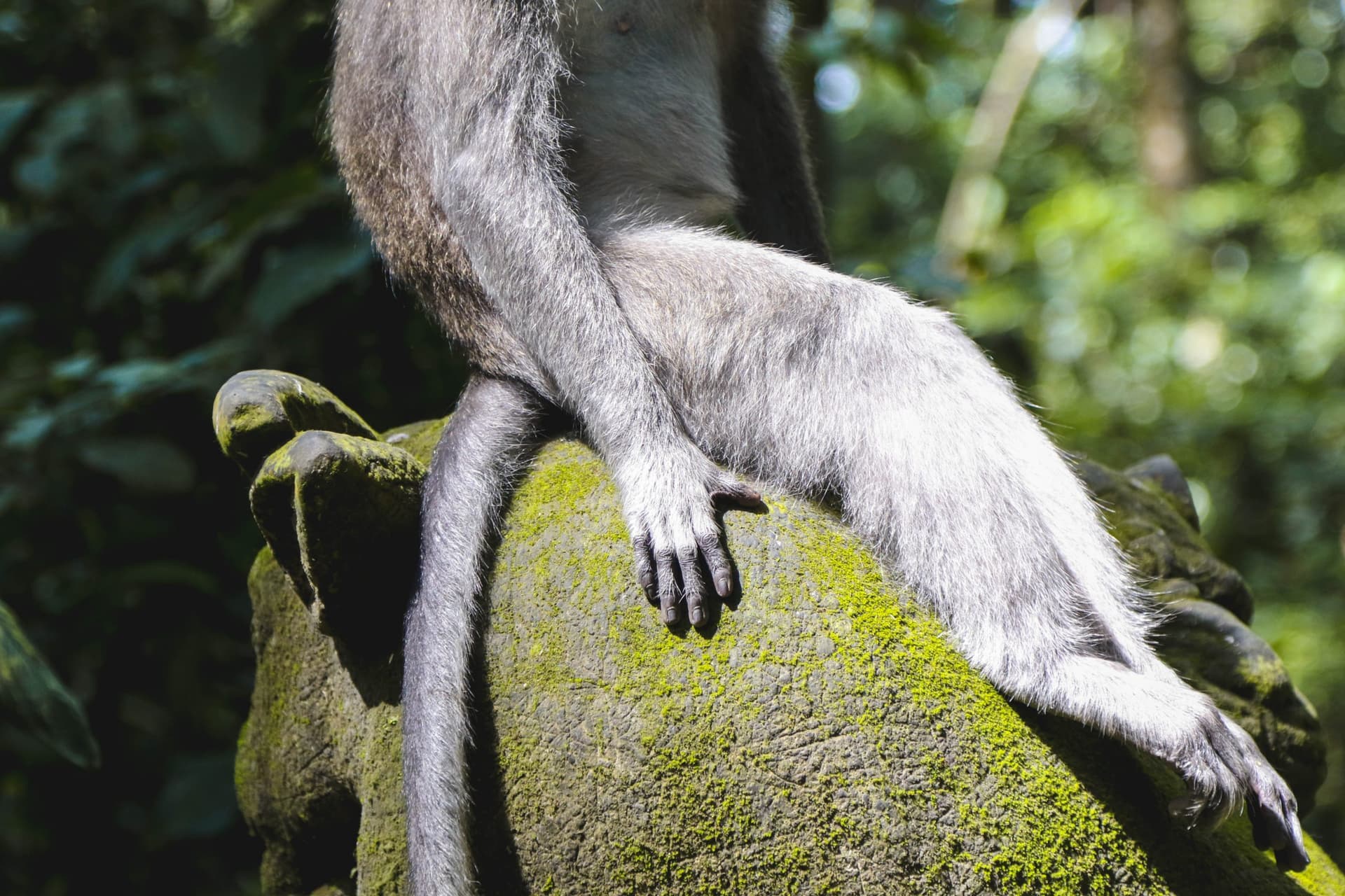 Monkey sitting on a rock