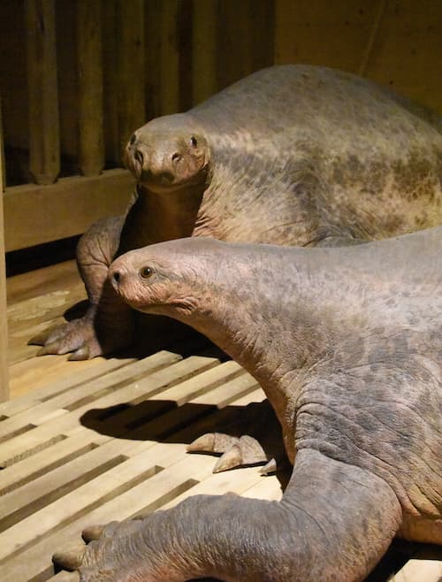 A picture from an Ark encounter exhibit of an unlabeled pair of animals that appears to represent the extinct synapsid Cotylorhynchus which was one of many strange prehistoric species who had features similar to both mammals and reptiles.
