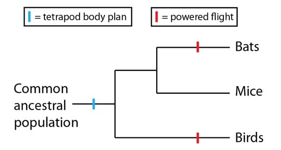 Phylogenetic tree showing evolution of tetrapod body plan and powered flight in bats, mice and birds