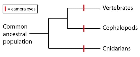 Phylogenetic tree showing convergent evolution of camera eyes in vertebrates, cephalopods and cnidarians.