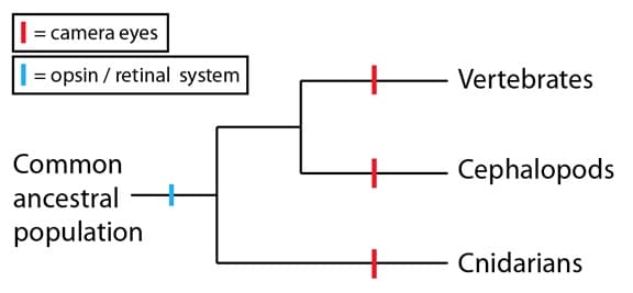 A phylogenetic tree showing the development of camera eyes in different species