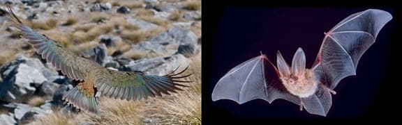 A side by side comparison of a bird and bat in flight