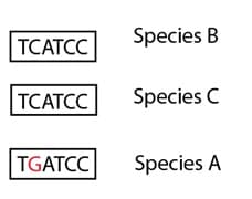 Hypothetical comparison of short DNA sequence in three different species