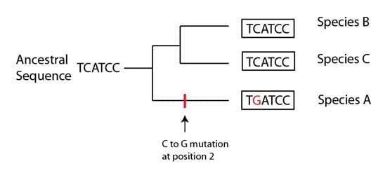 Hypothetical phylogenetic tree showing short DNA sequence of three different species and how a mutation occurred in one of the populations