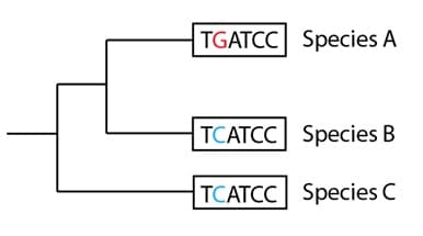 Hypothetical phylogenetic tree of species' short DNA sequence if new data was discovered that suggested species A and B were more closely related as opposed to distantly related