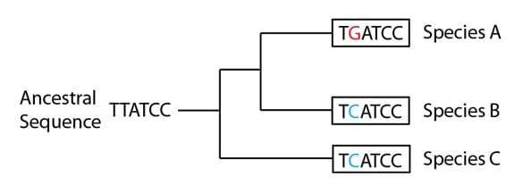 Hypothetical phylogenetic Tree with ancestral sequence that is different from all three descendent species