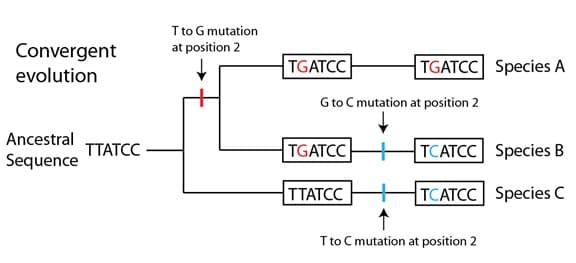 Model showing one possible explanation for mutations events that led to different point mutations in DNA sequence for Species A, B and C