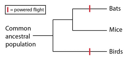 Phylogenetic tree showing the evolutionary relationship between birds and mammals