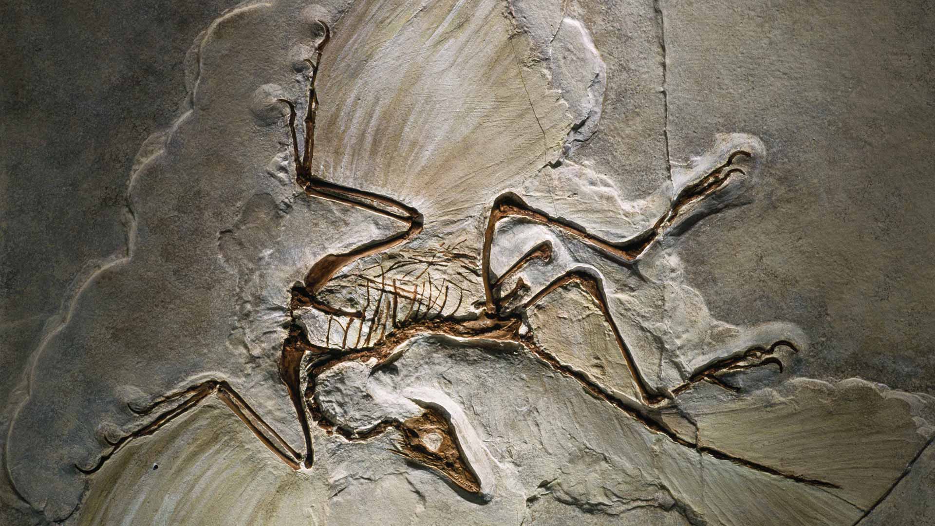 Archaeopteryx fossil