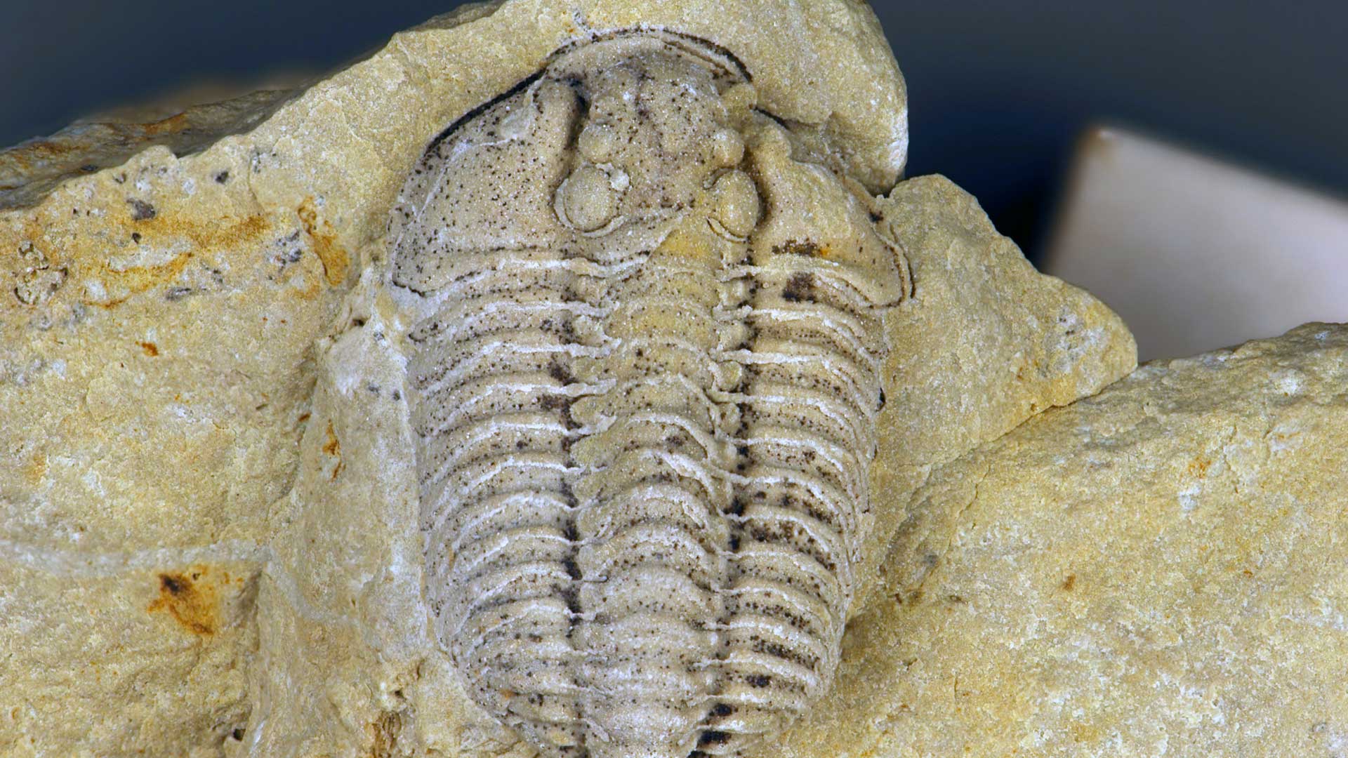 James St. John [CC BY 2.0 (https://creativecommons.org/licenses/by/2.0)], via Wikimedia Commons