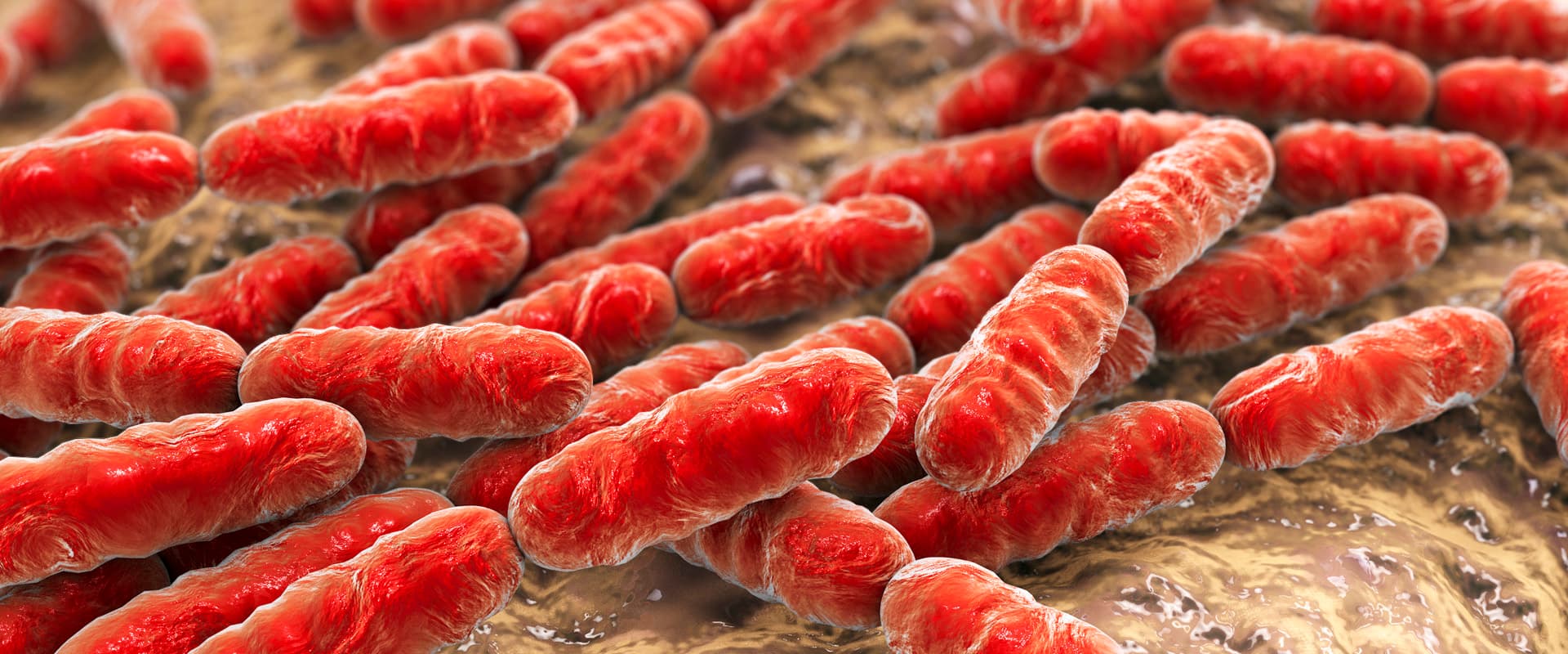 Probiotic bacteria Lactobacillus