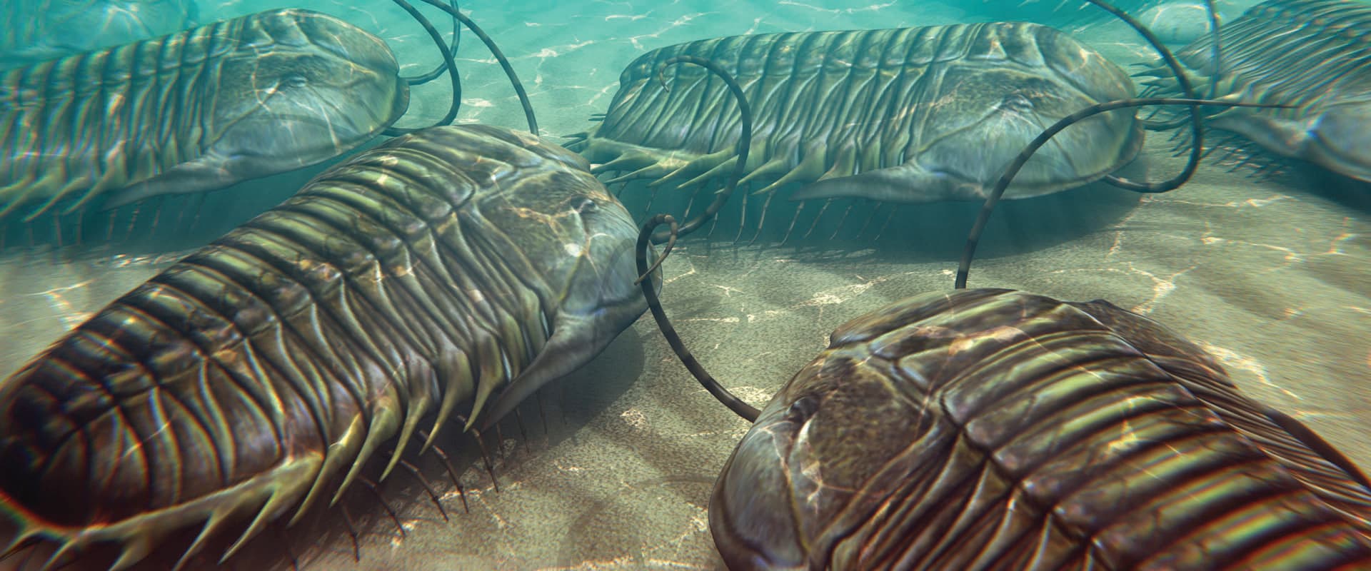 Artistic rendering of trilobites on seabottom during Cambrian Period