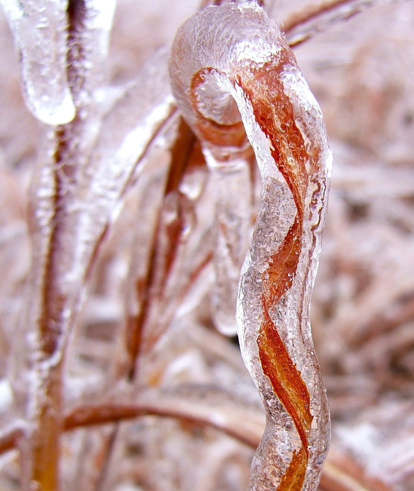 frozen cattail
