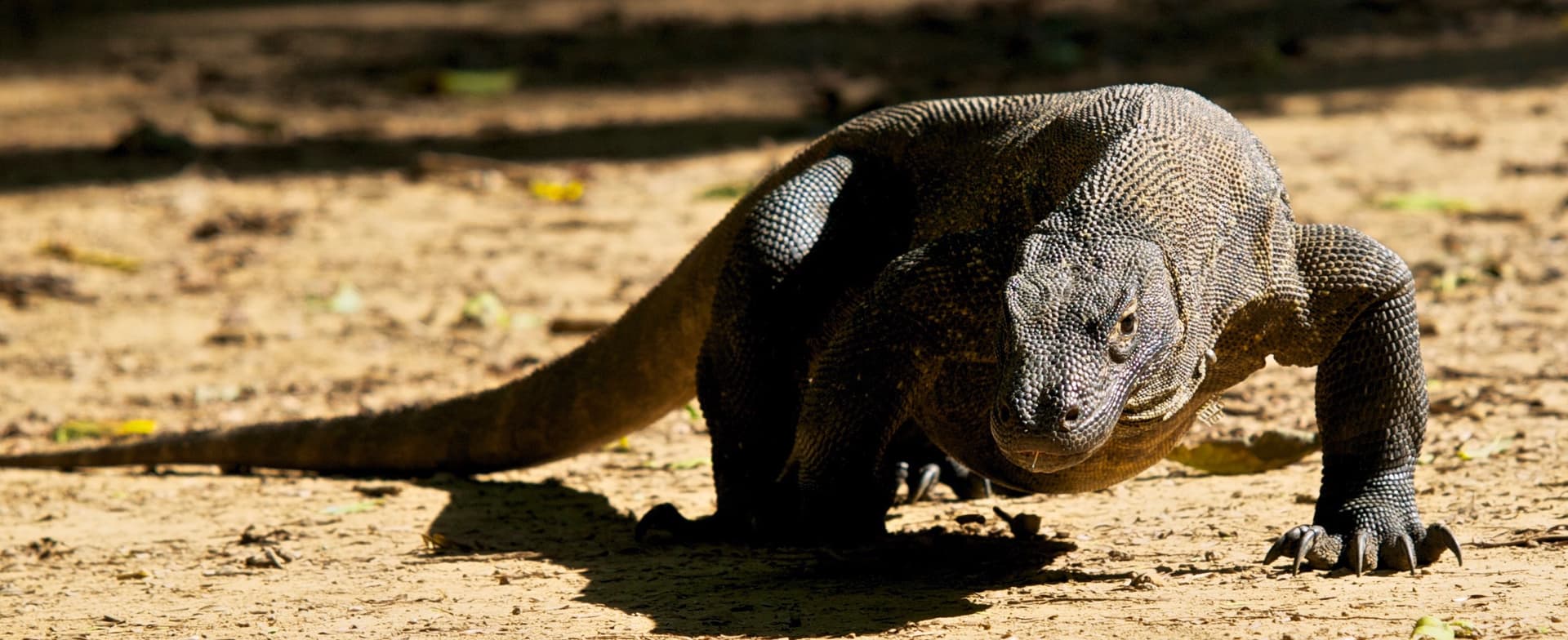 komodo dragon