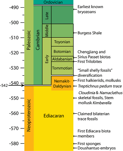Cambrian Timeline