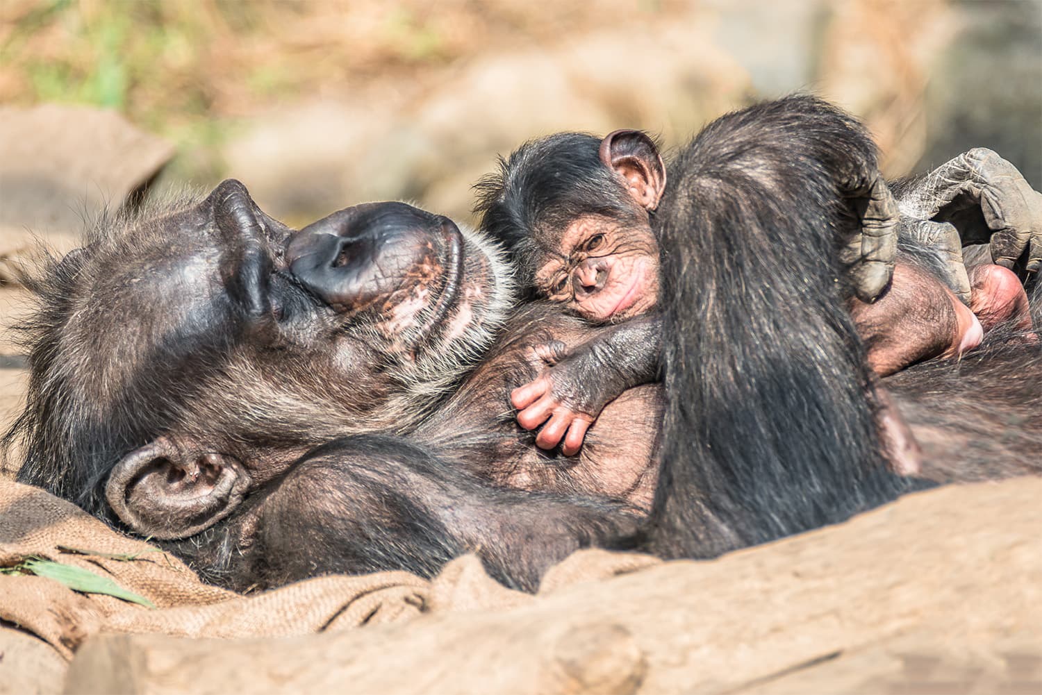 Chimpanzee and her baby