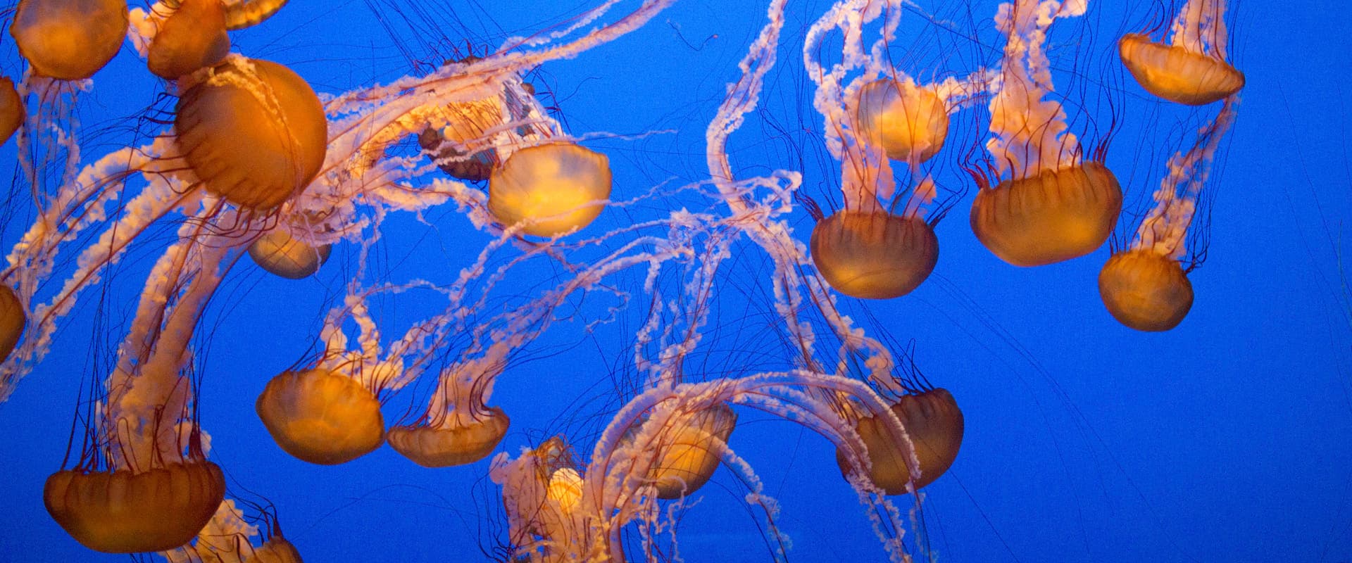 Jelly Fish