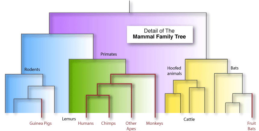 The species at the bottom printed in red are unable to produce vitamin C.