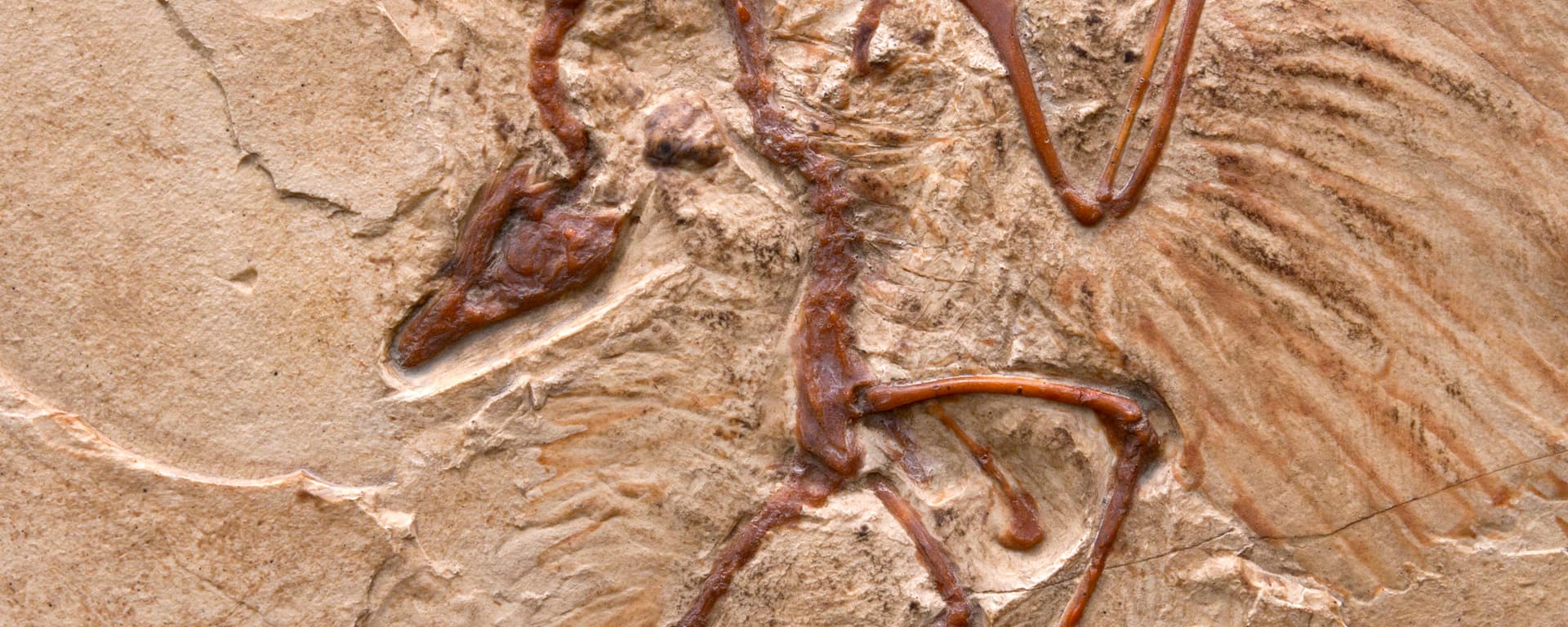 fossil of Primeval Bird