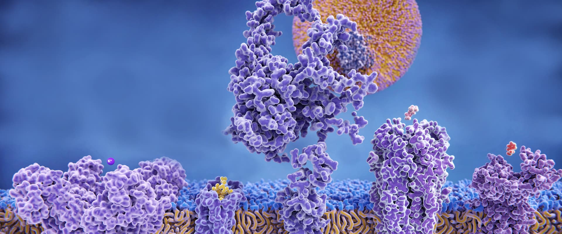 Structure variety of membrane proteins