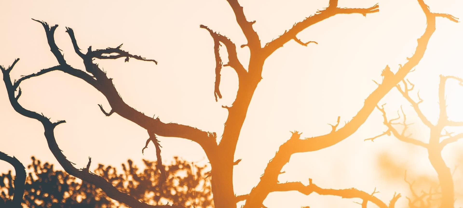 Glowing sunset light shinning through limbs of dead tree