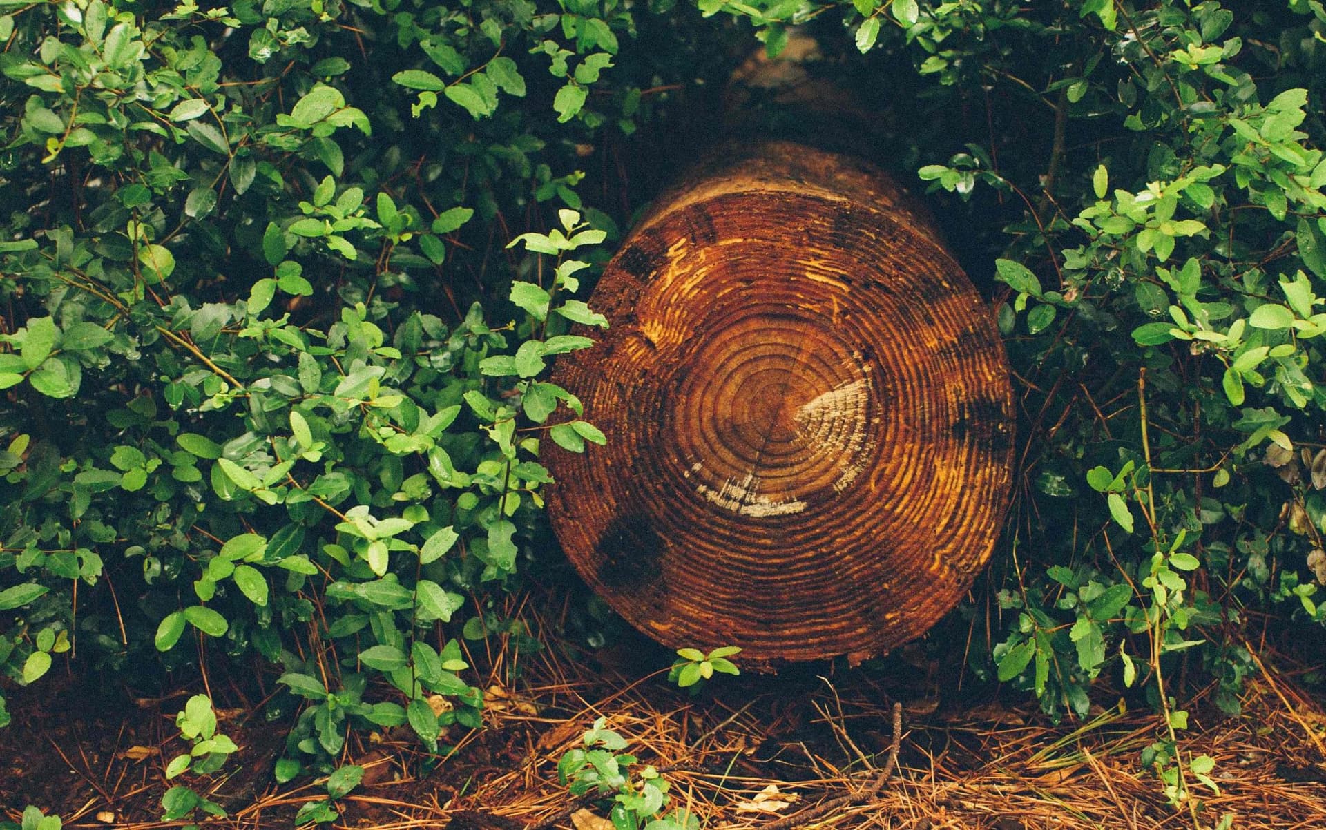 Growth Rings on Tree