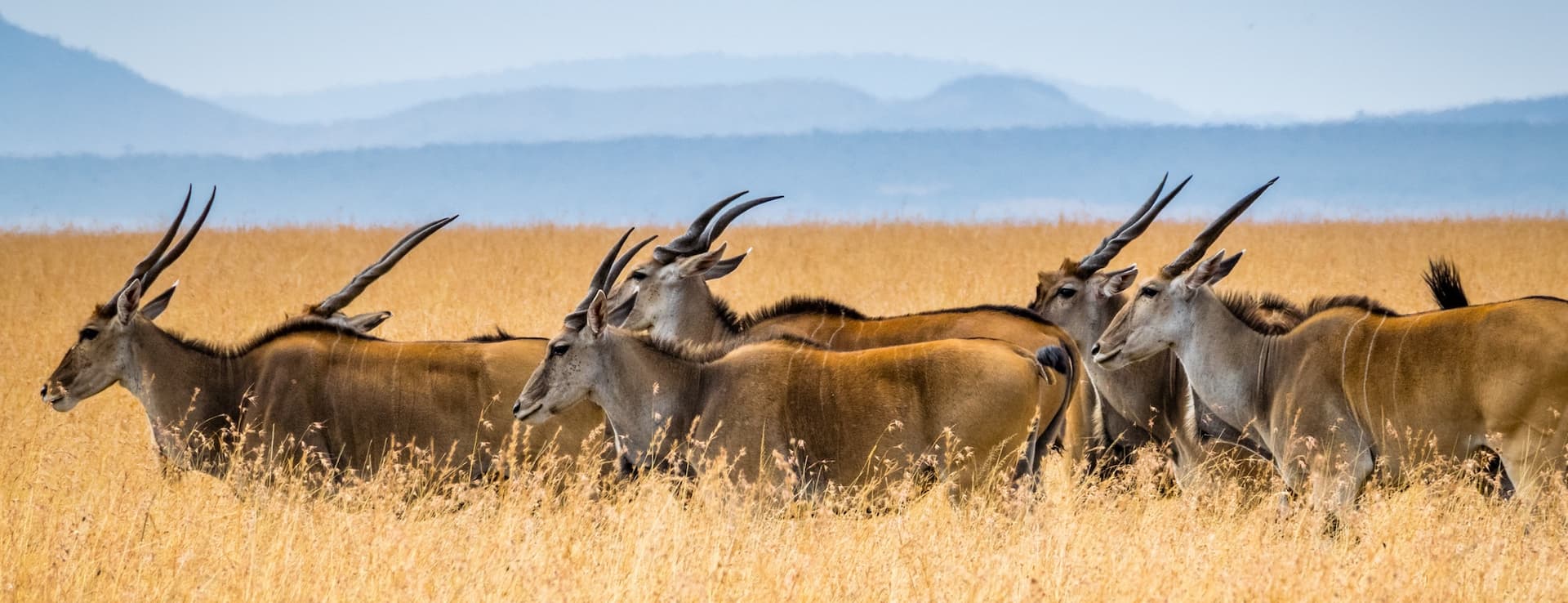 herd in grass