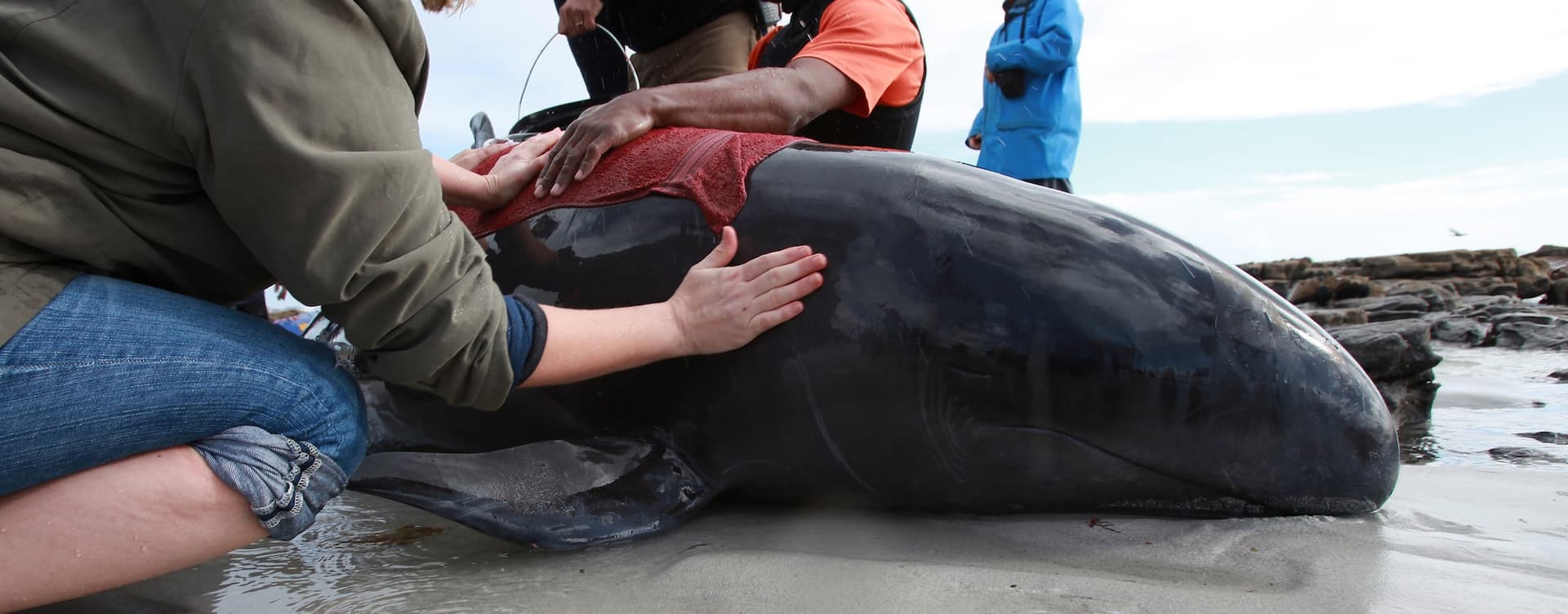 beached whale receiving assistance