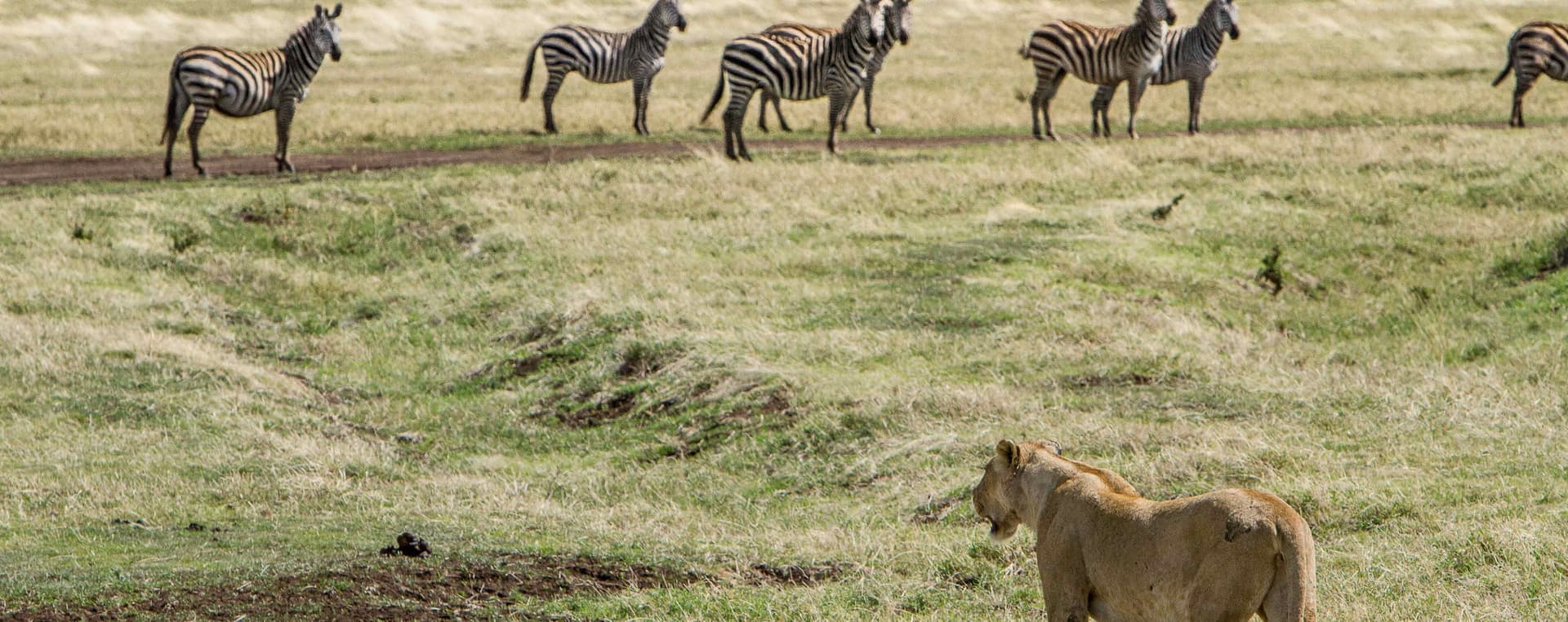 lion looking at a herd of zebras