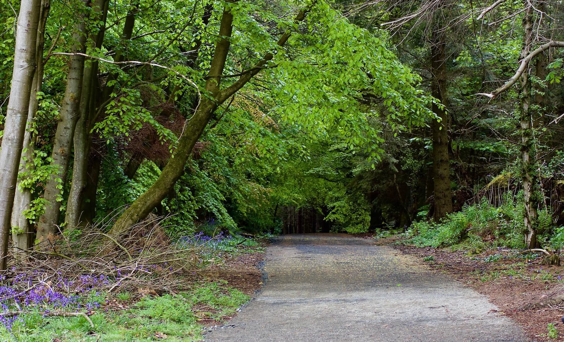 walking path in a forest
