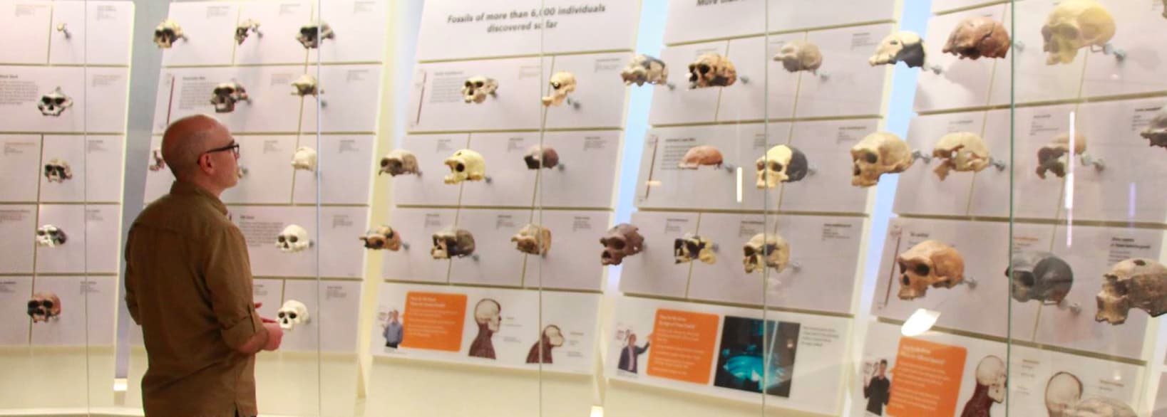 Jim looking at skulls in the Hall of Human Origins at the Smithsonian
