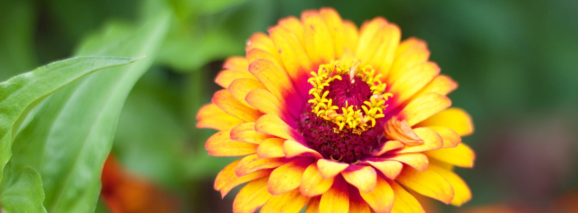 a close up view on an orange zinnia bloom