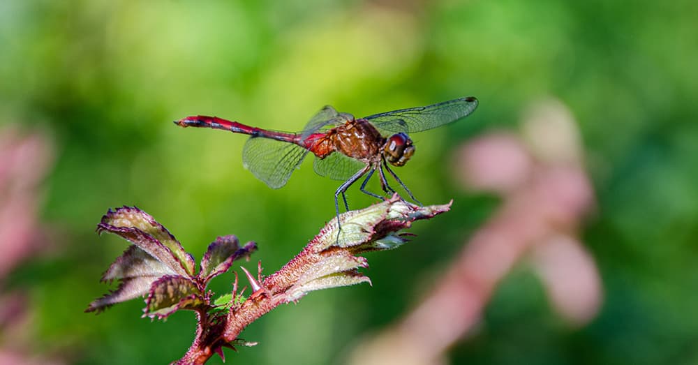 Ruby Meadowhawk Sympetrum rubicundulum